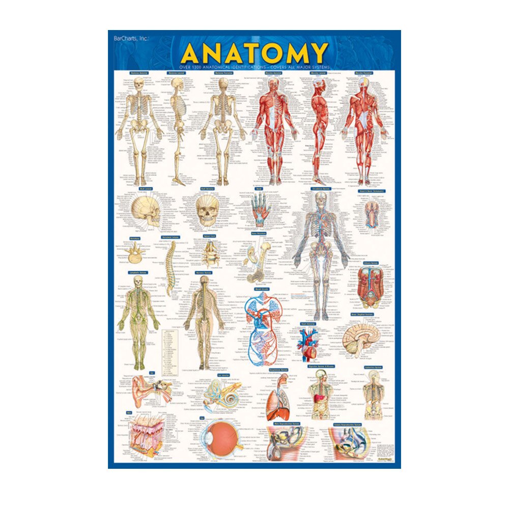 Anatomy Poster - A Quickstudy Reference (Second Edition, New Edition ...